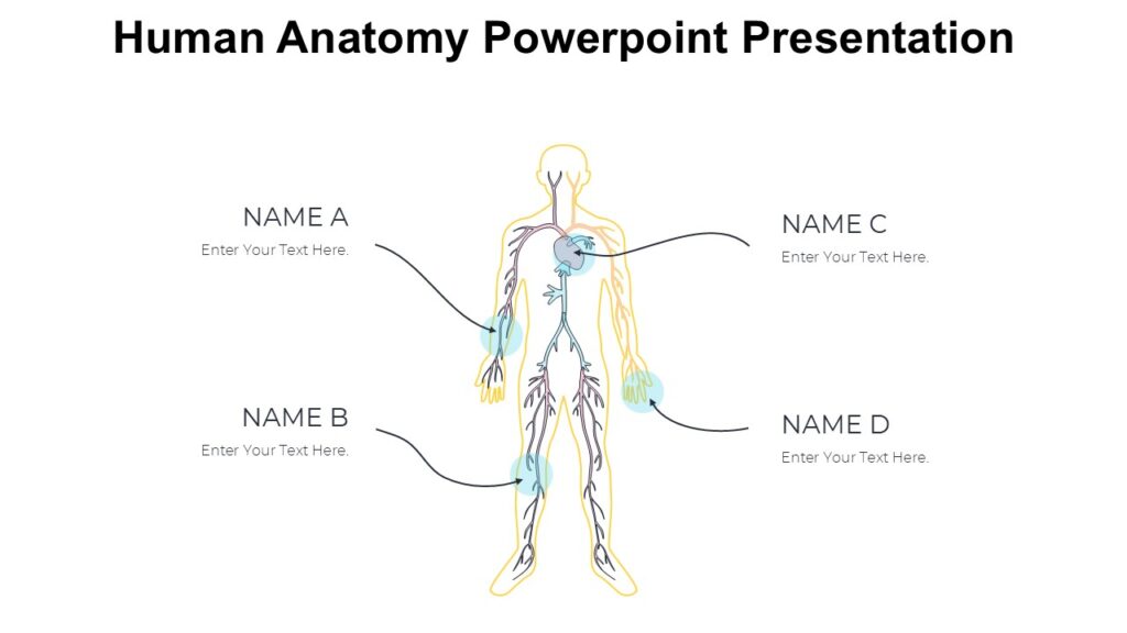 Human Anatomy Powerpoint Presentation : 100% Editable PPTx