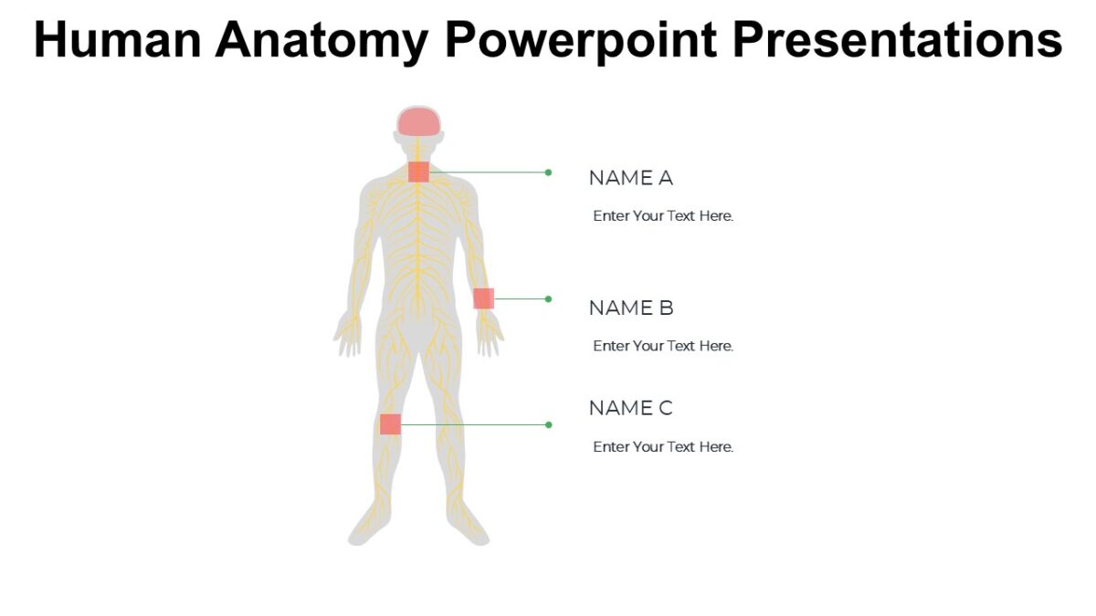 Human Anatomy Powerpoint Presentations : 100% Editable PPTx